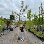 Agát biely (Robinia pseudocacacia) ´CASQUE ROUGE´ ®  - výška 250-350 cm, obvod kmeňa 6/8 cm, kont. C18L (-34°C)  